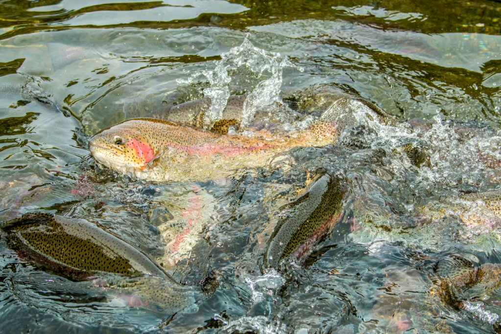 Rainbow trout feeding